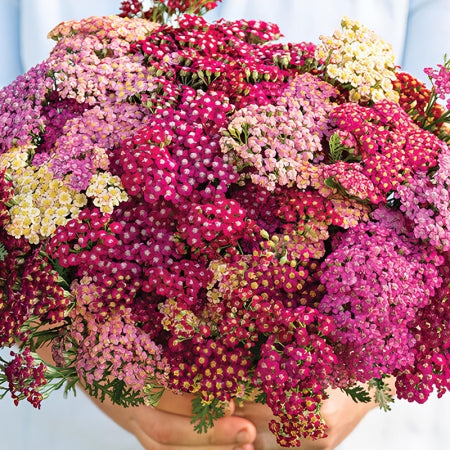 Pelašķis 'Flowerburst Red Shades Mix'