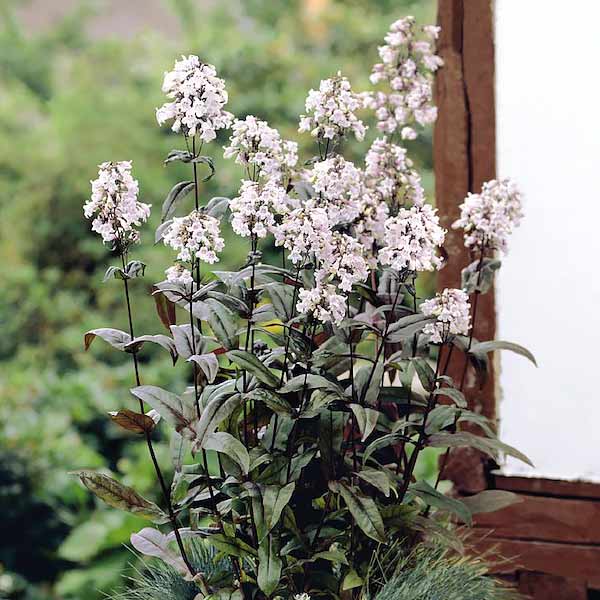 Penstemone 'Mystica'