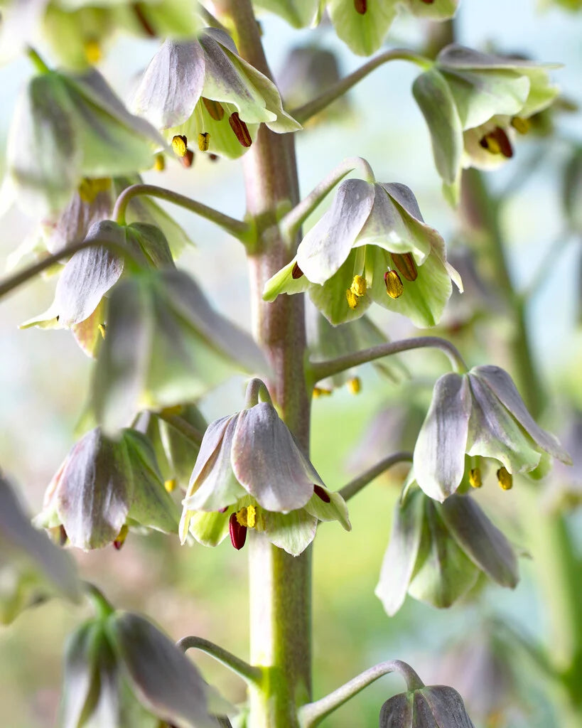 Persijas fritilārija 'Green Dreams'