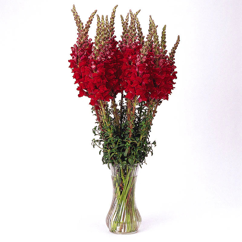 Lauvmutīte 'Potomac RED'