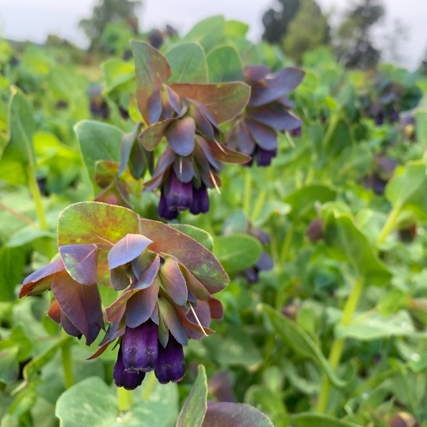 Purpura cerinte 'Pride of Gibraltar'
