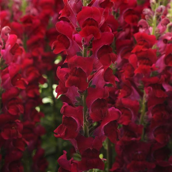 Lauvmutīte 'Potomac Crimson'