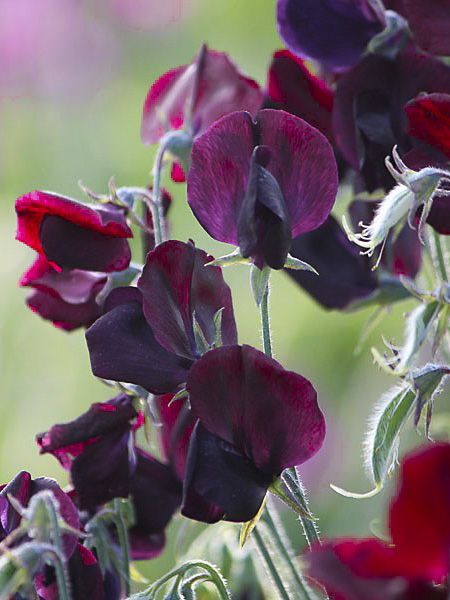 Puķuzirņi 'Royal Maroon'