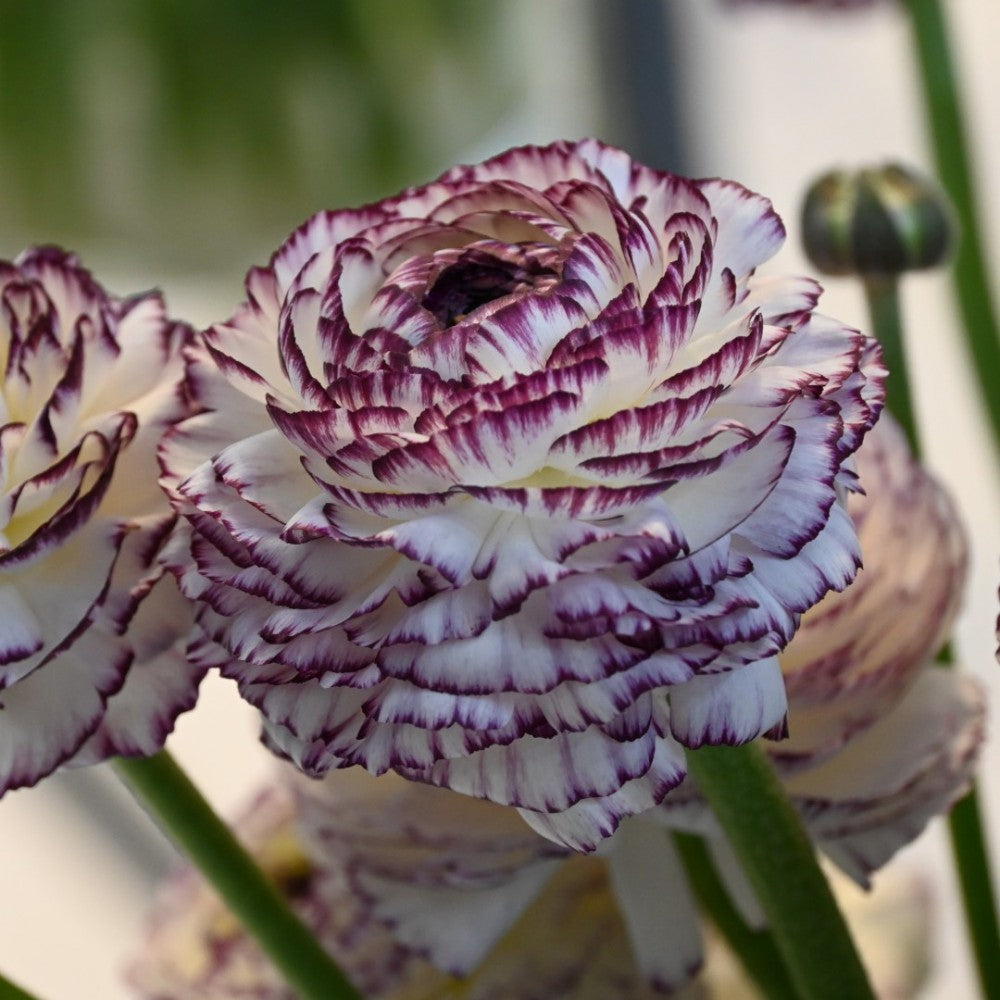 Āzijas gundegas ELEGANCE® 'Bianco Striato'