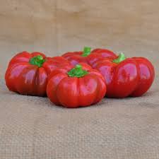 Paprika Topepo Rosso