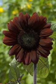 Saulespuķe 'Claret'