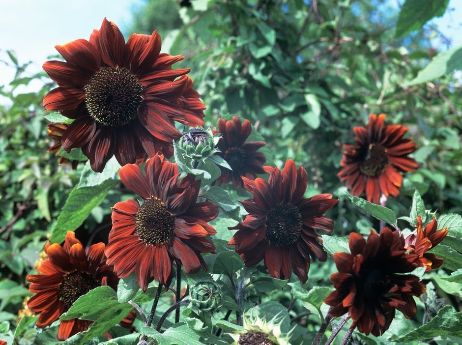 Saulespuķe 'Claret'