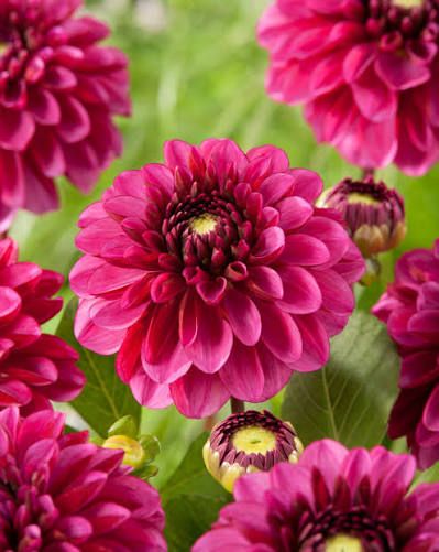 Dālija ‘Lilac Bull’