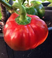Paprika Topepo Rosso