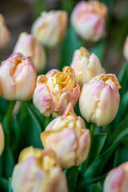 Tulpes 'Creme Upstar' R