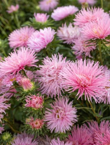 Asteres 'Valkyrie' Rose