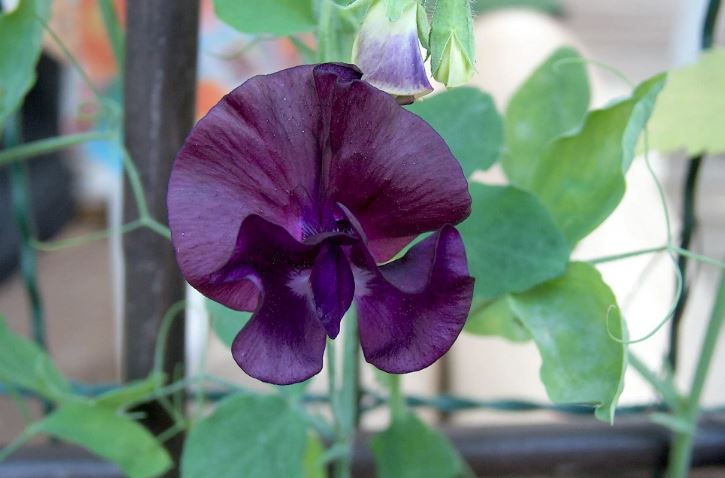 Puķuzirņi 'Royal Maroon'