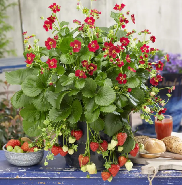 Zemenes 'Ruby Ann' F1