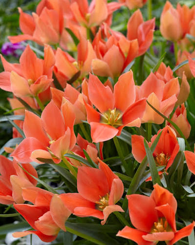 Sīpolpuķu komplekts ar mēslojumu 'Botanical' B