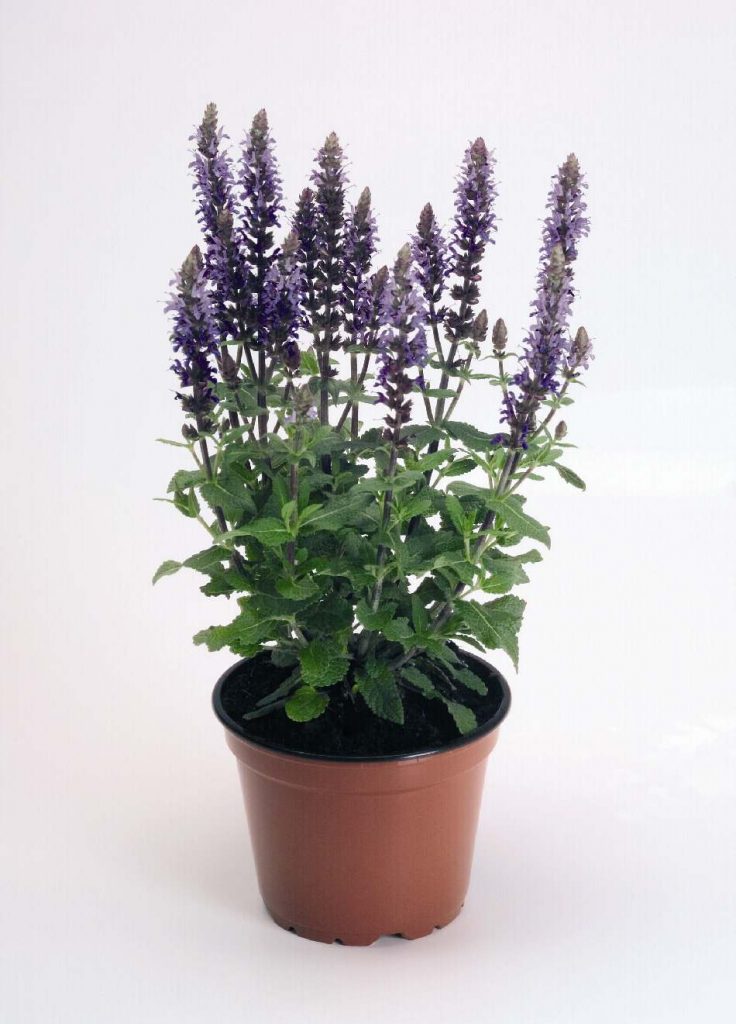 Izcilā salvija "Adora Blue'