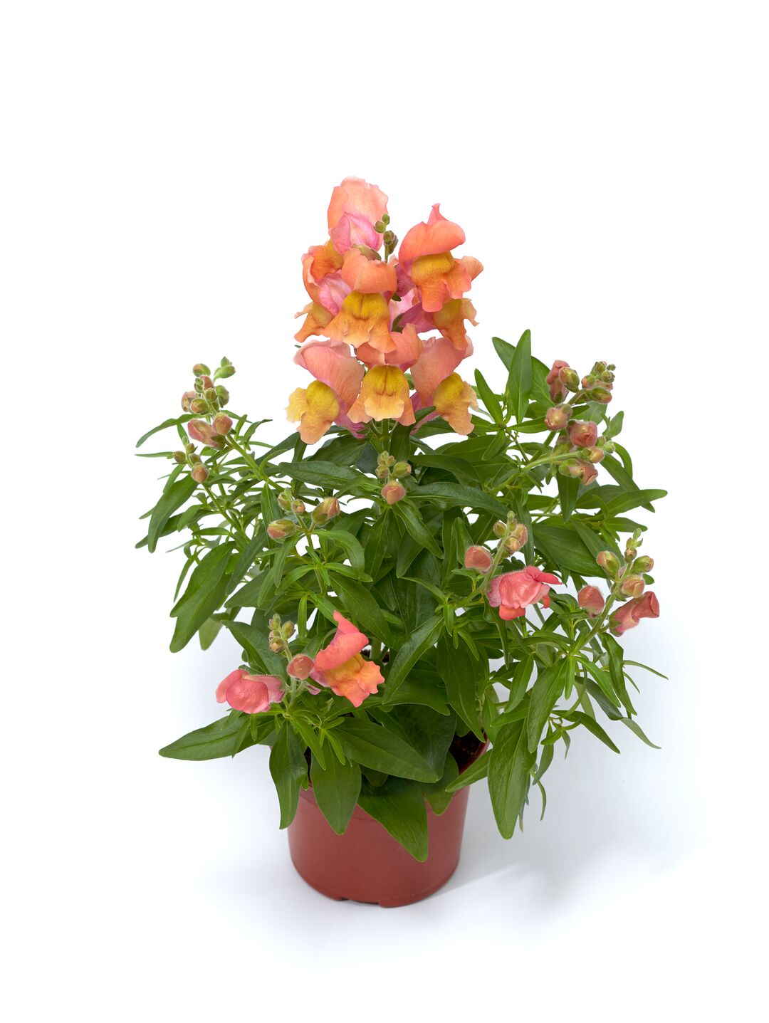 Lauvmutīte 'Snaptini Peach' zemās