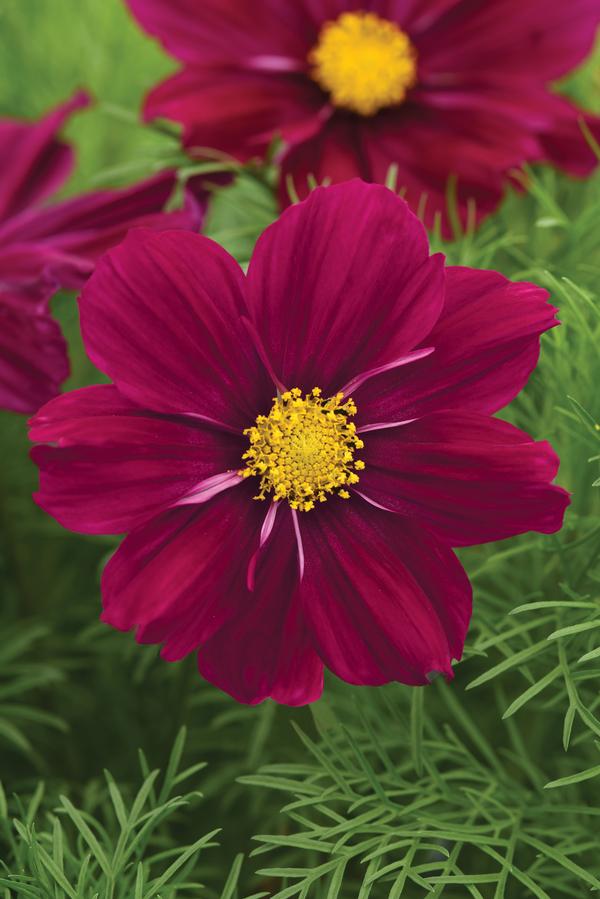 Kosmeja 'Sonata Purple Shades'
