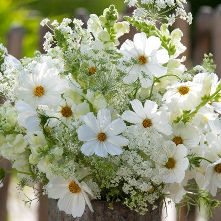 Kosmeja 'Sonata White'