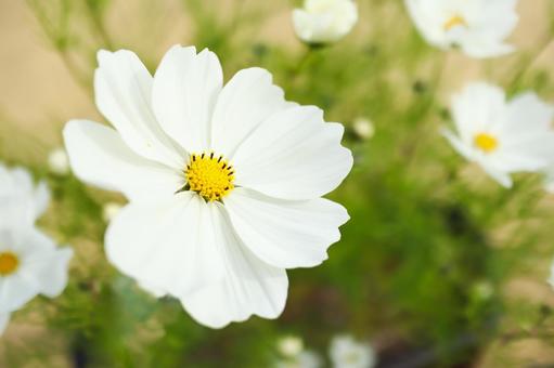 Kosmeja 'Sonata White'