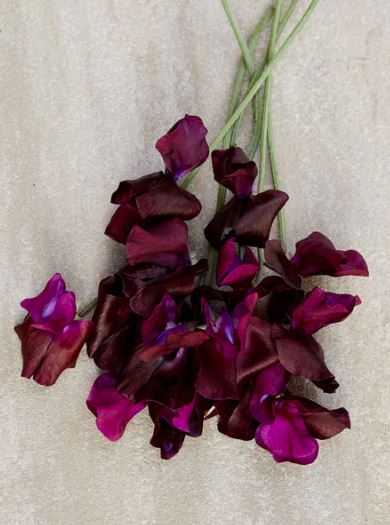 Puķuzirņi 'Spring Sunshine Burgundy'