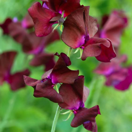 Puķuzirņi 'Spring Sunshine Burgundy'