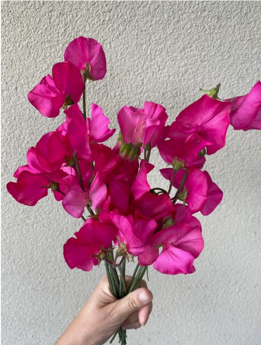 Puķuzirņi 'Spring Sunshine Cerise'