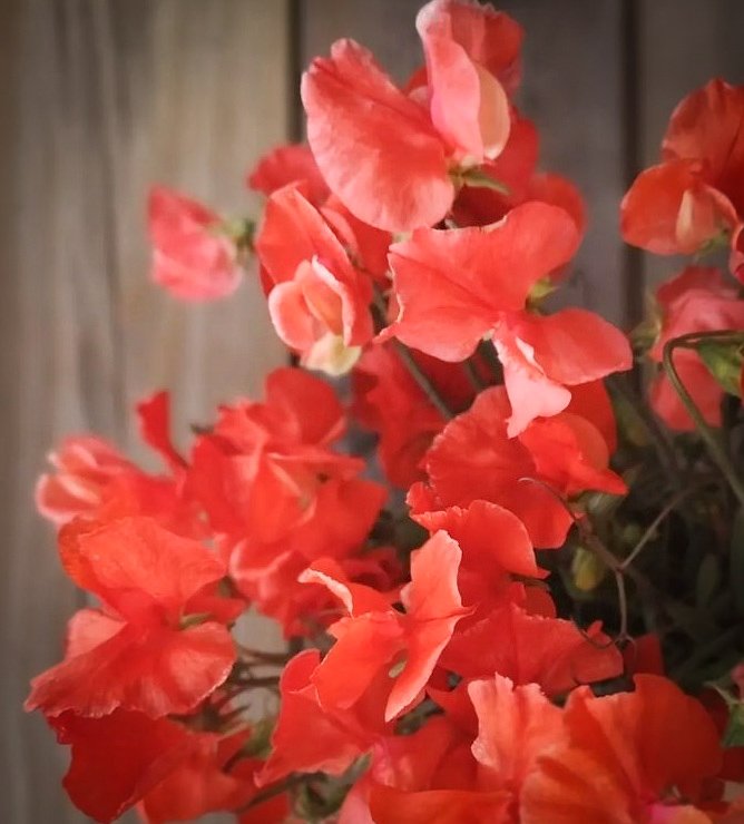 Puķuzirņi 'Spring Sunshine Orange'