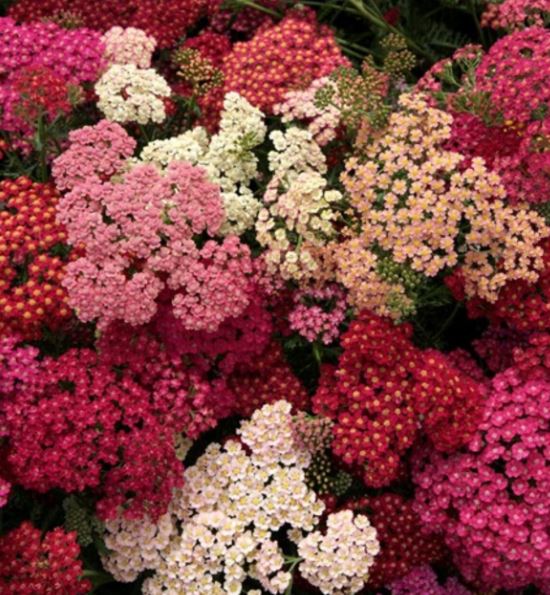 Pelašķis 'Summer Berries Mix'