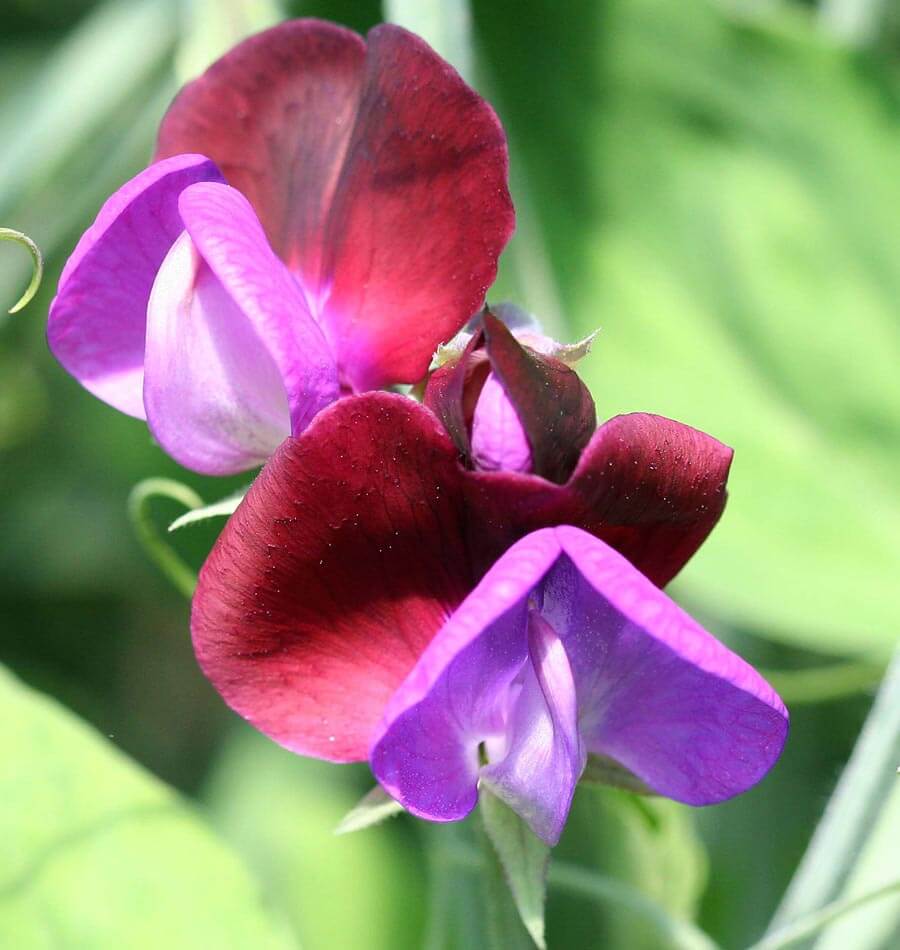 Puķuzirņi 'Grandiflora Matucana'