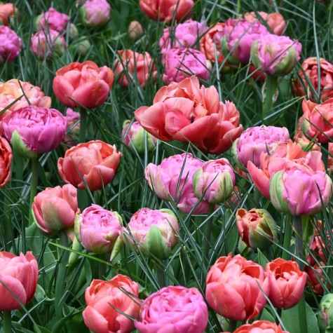 Tulpes 'Amazing Image Mix'