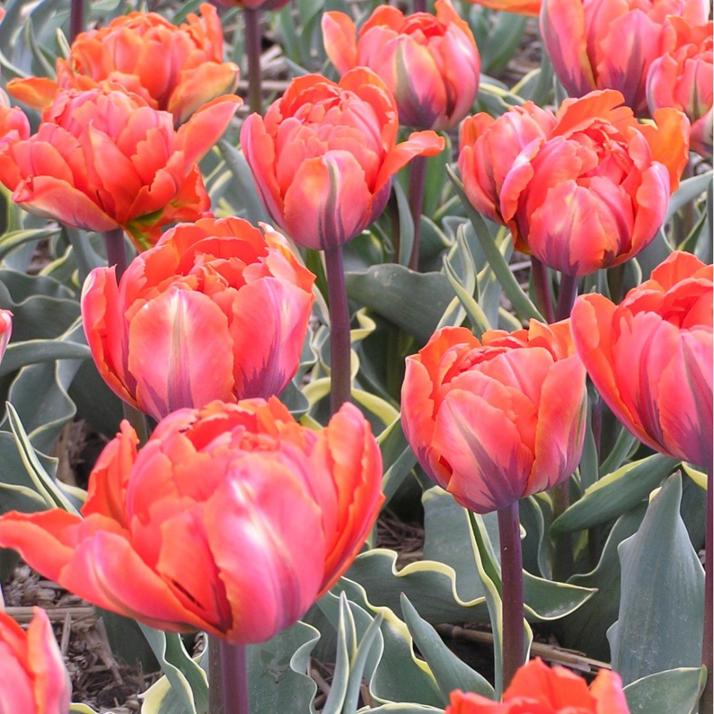 Tulpes 'Conservatorium Hotel'