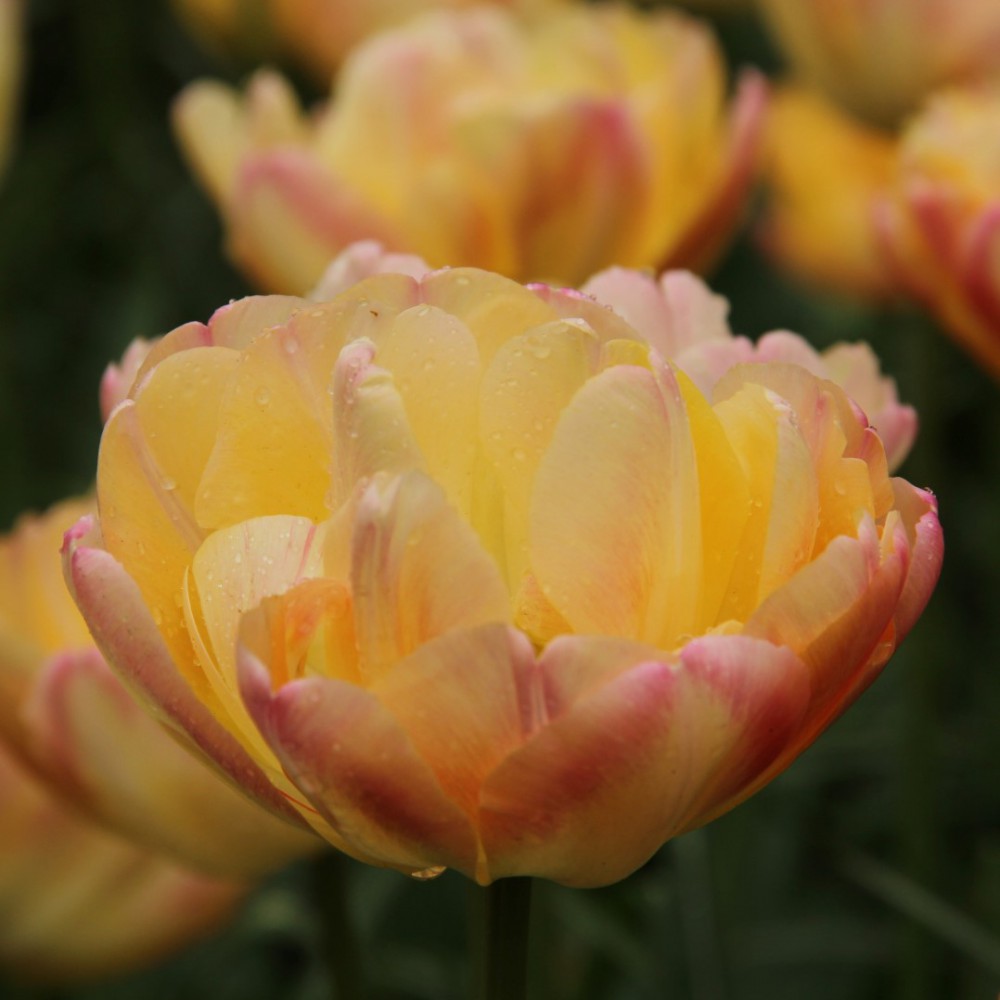 Tulpes 'Creme Upstar' R