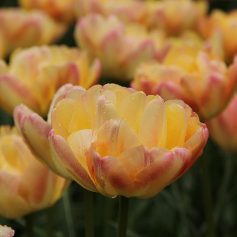 Tulpes 'Creme Upstar' R