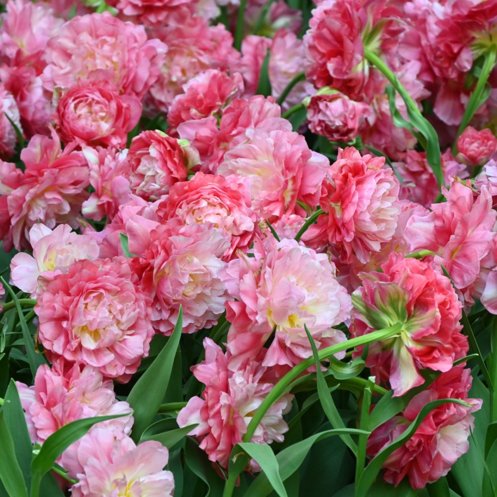 Tulpes 'Double Sugar'