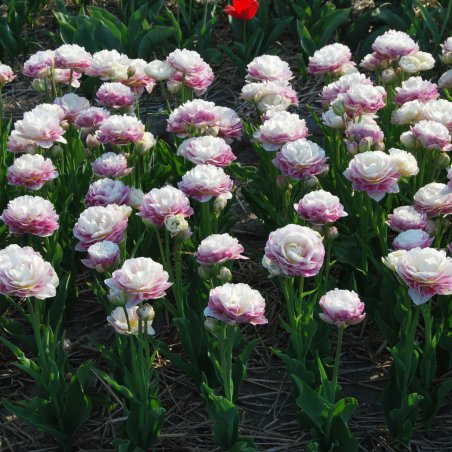 Tulpes 'Double Surprise'