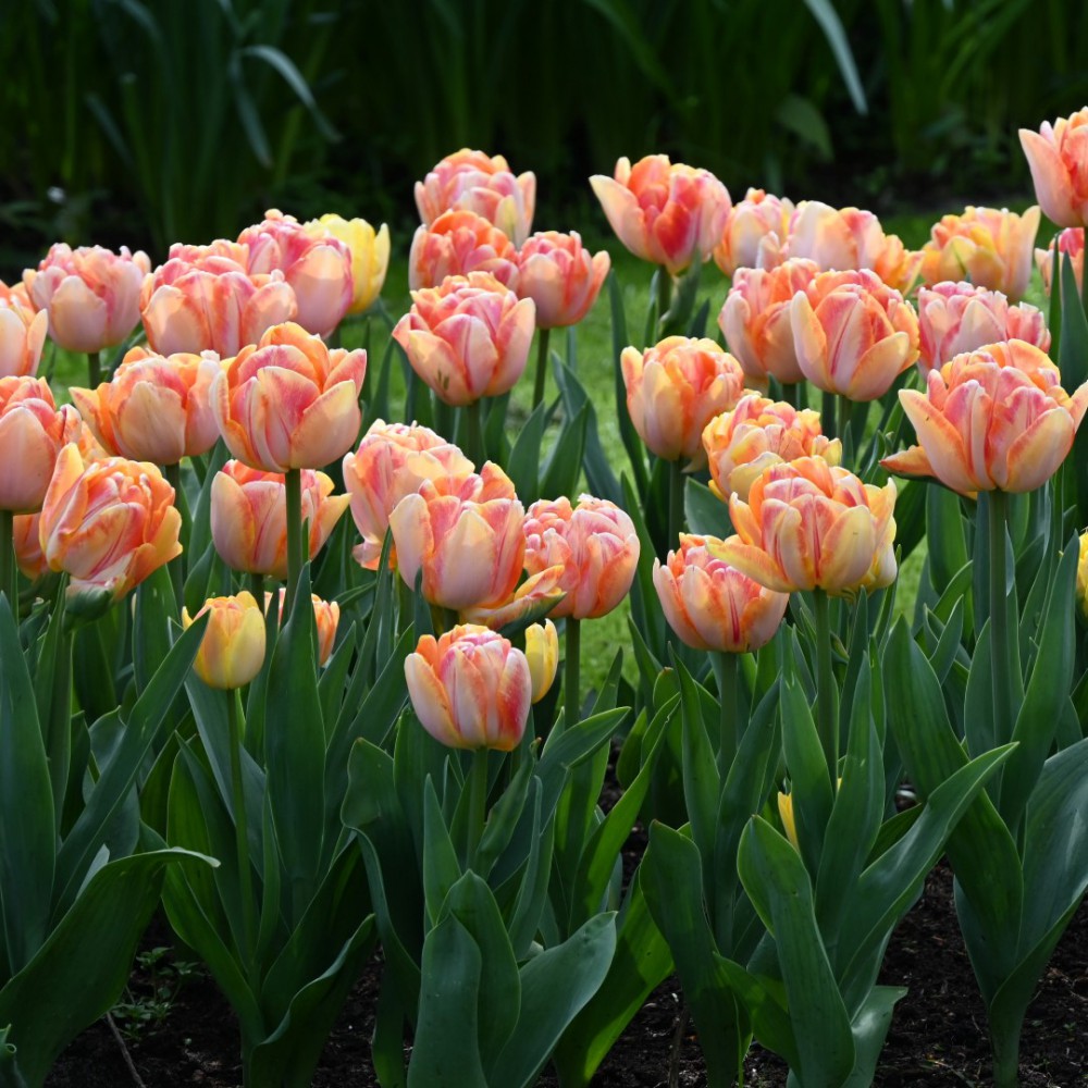 Tulpes 'Foxy Foxtrot'