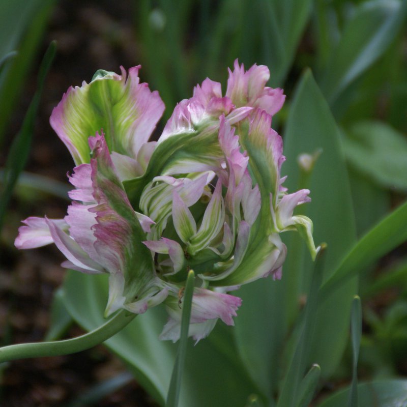 Tulpes 'Green Wave'