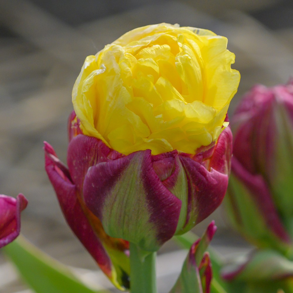 Tulpes 'Ice Cream Banana'