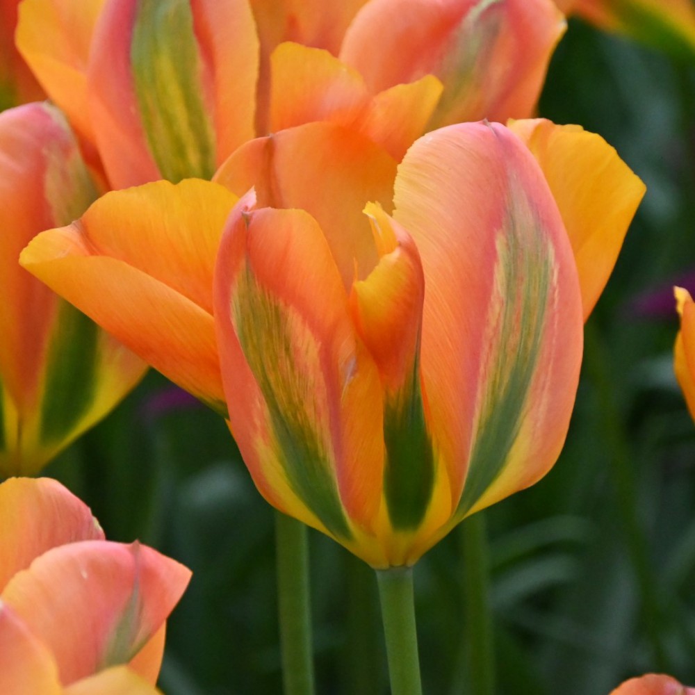 Tulpes 'Orange Marmelade'