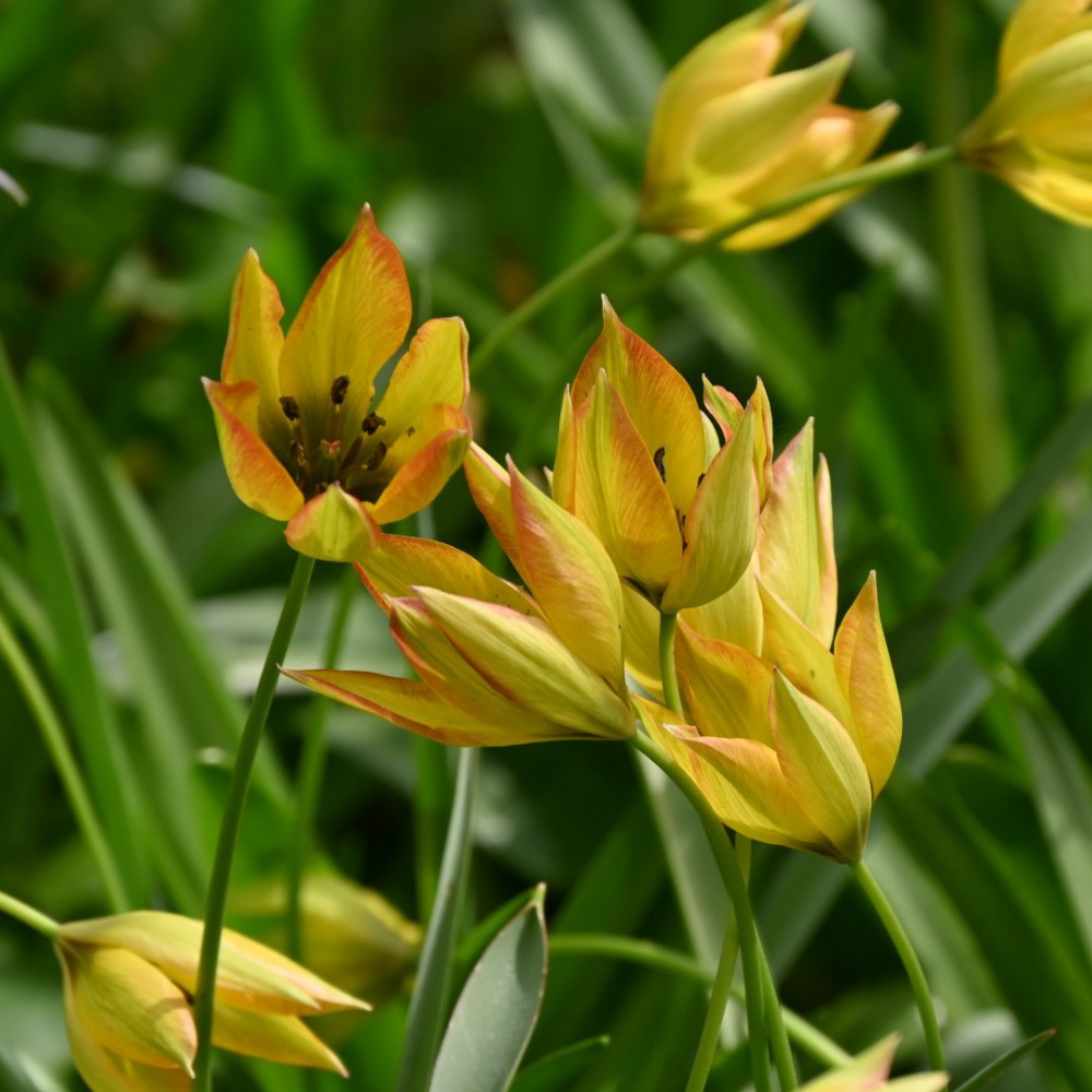 Tulpes 'Flava'