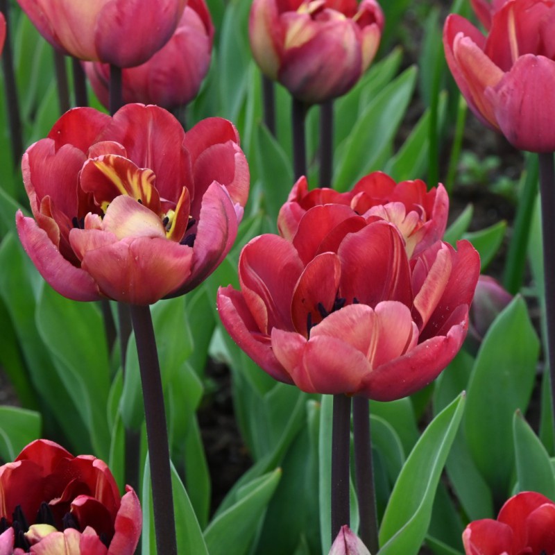 Tulpes 'Ridgedale'