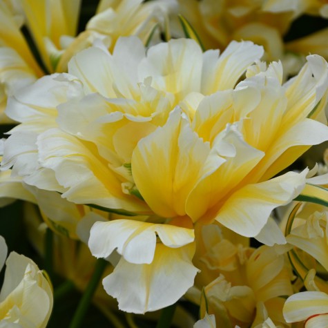 Tulpes 'Sweet Valley'