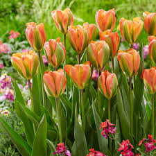 Tulpes 'Orange Marmelade'