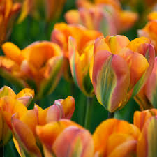 Tulpes 'Orange Marmelade'