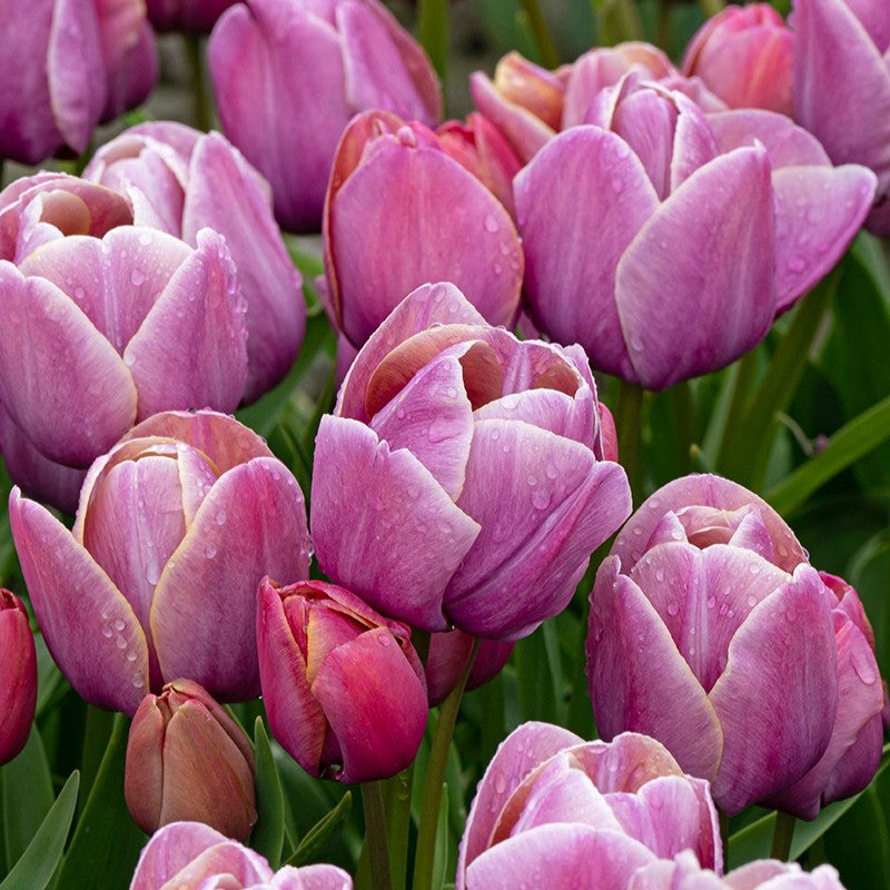 Daudzziedu tulpes 'Blue Heaven'