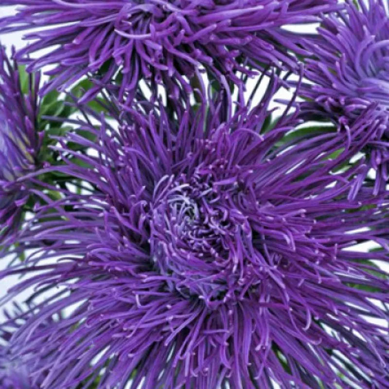 Asteres 'Valkyrie' Violet Blue