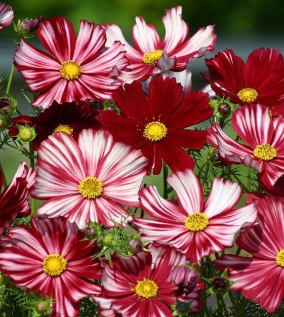 Kosmeja 'Velouette'