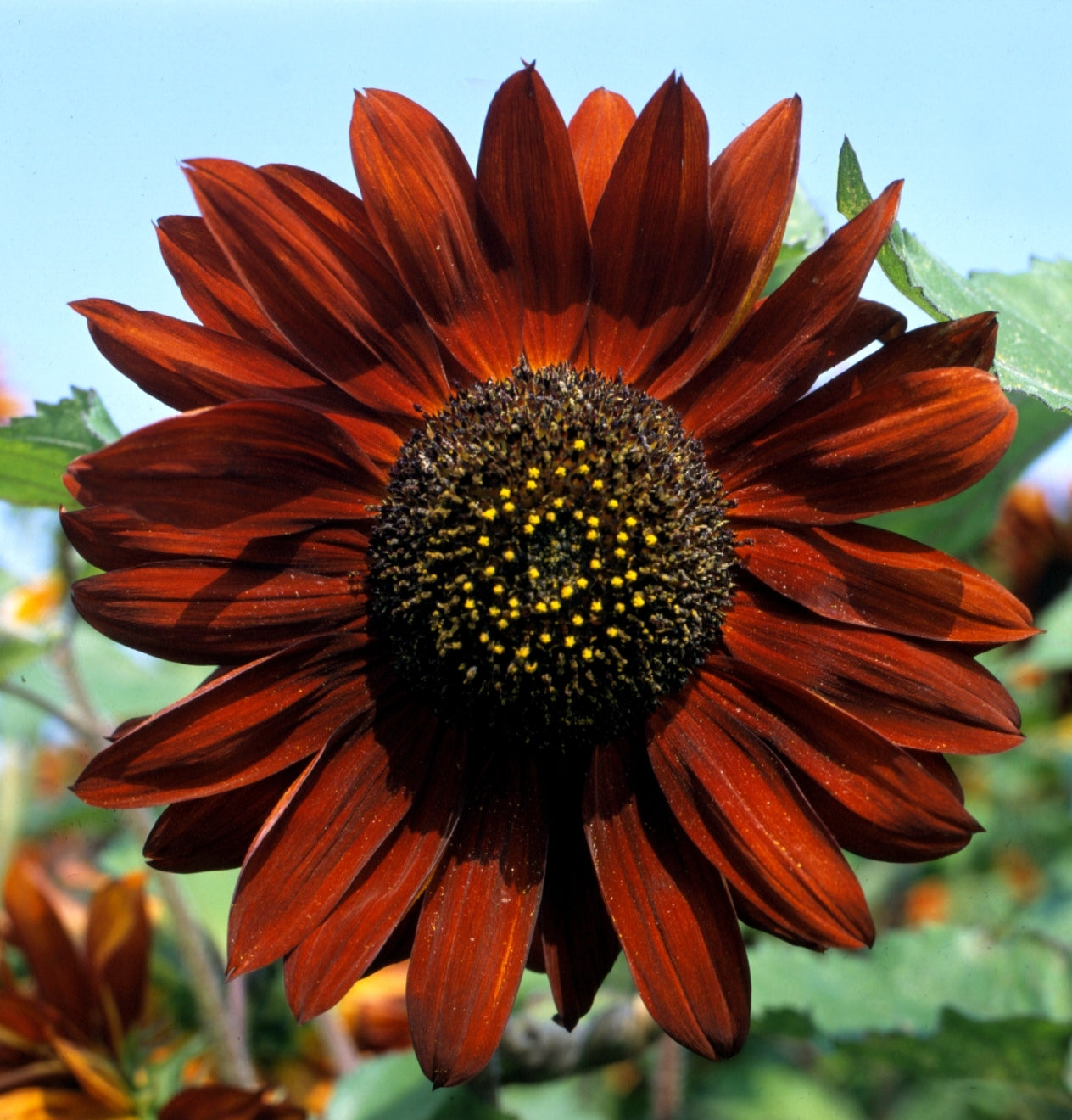 Saulespuķe 'Velvet Queen'