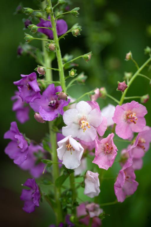 Violetais deviņvīruspēks - verbascum, krāsu mix