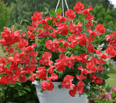 Puķuzirņi 'VILLA Roma Scarlet'